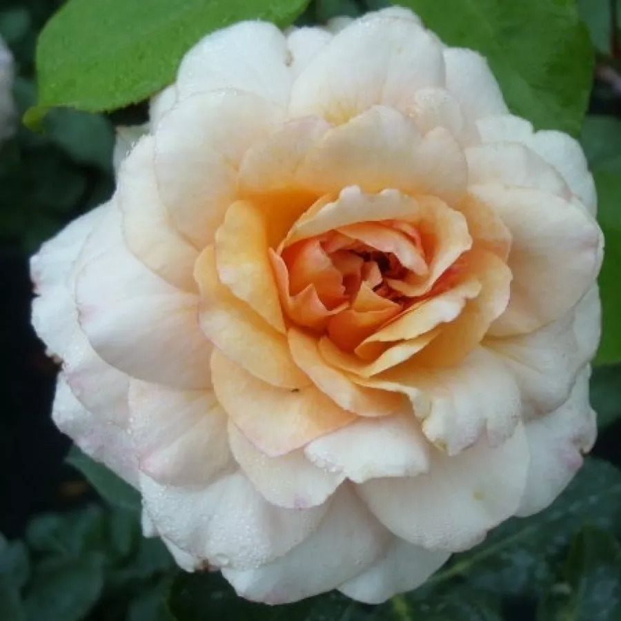 Różowo-pomarańczowy - Róża - Marjolaine - róże sklep internetowy