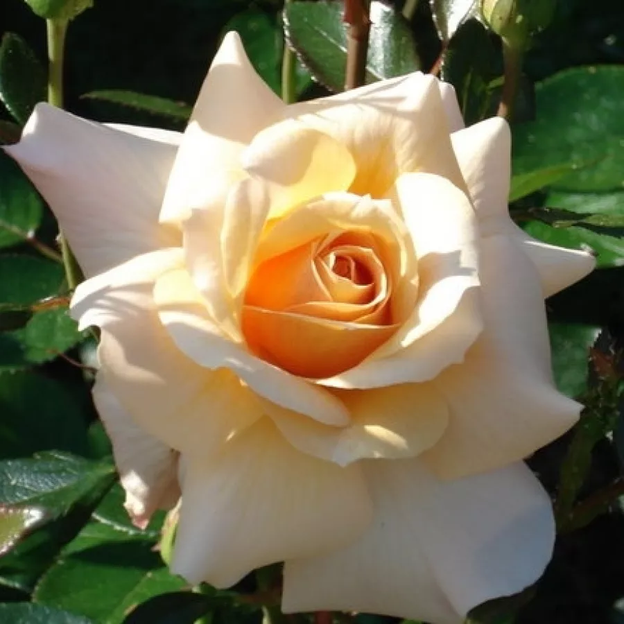 Ruža floribunda za gredice - Ruža - Marjolaine - naručivanje i isporuka ruža