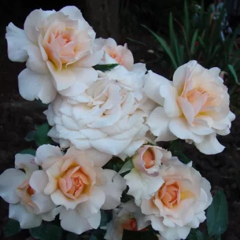 Rosa Marjolaine - roza-oranžna - vrtnica floribunda za cvetlično gredo
