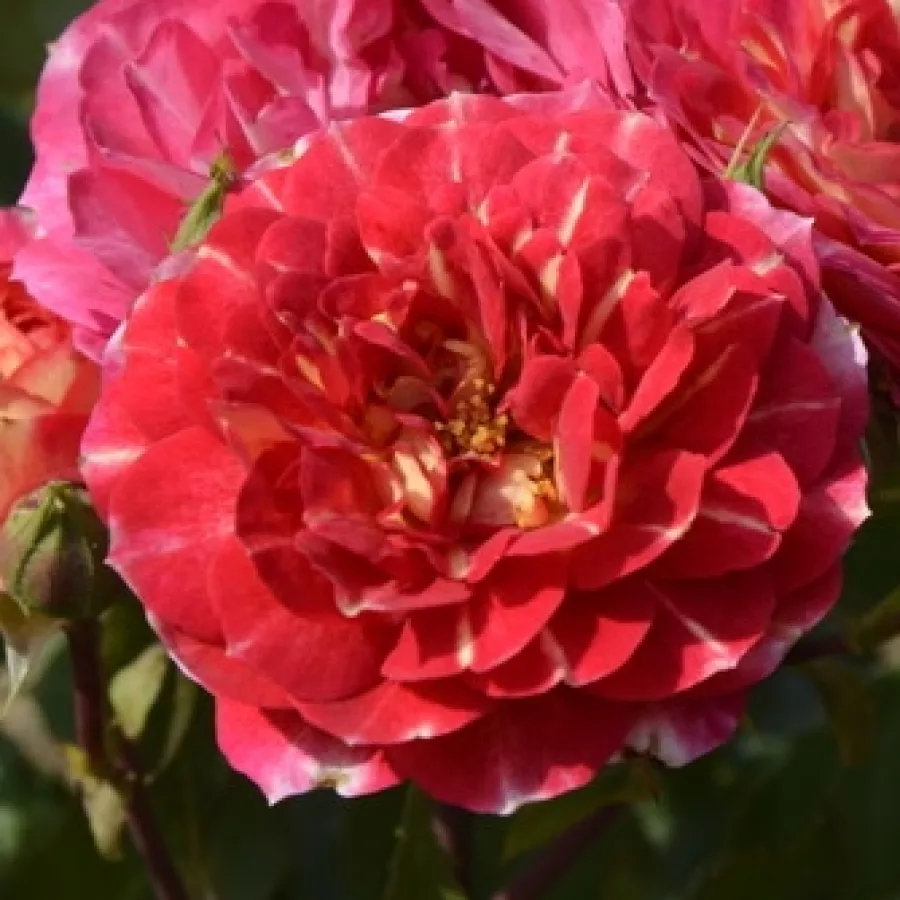 Virágágyi floribunda rózsa - Rózsa - Les Potes de Bedros - online rózsa vásárlás