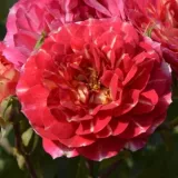 Virágágyi floribunda rózsa - közepesen illatos rózsa - - - kertészeti webáruház - Rosa Les Potes de Bedros - rózsaszín - sárga
