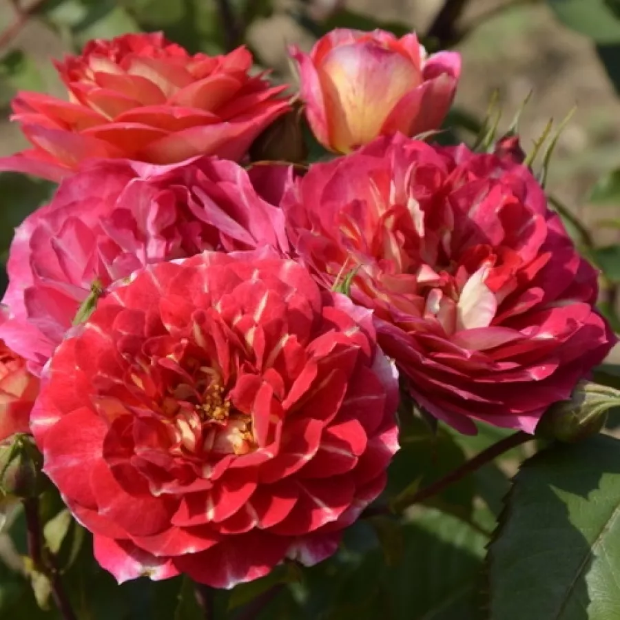 Vrtnica floribunda za cvetlično gredo - Roza - Les Potes de Bedros - vrtnice online