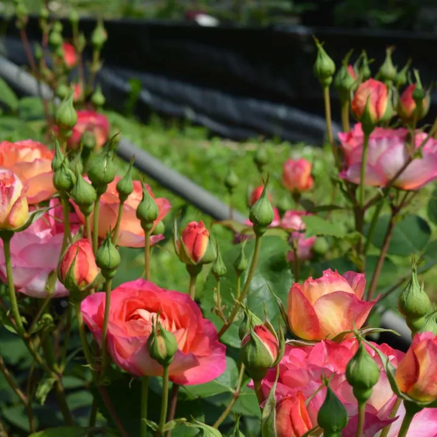 Rózsaszín - sárga - Rózsa - Les Potes de Bedros - online rózsa vásárlás