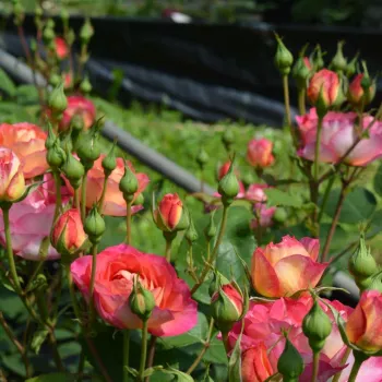 Rosa Les Potes de Bedros - ružičasto - žuta - ruža floribunda za gredice
