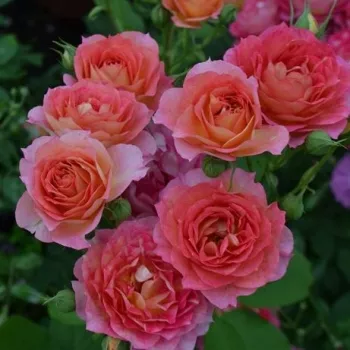 -! - ruža floribunda za gredice - umjereno mirisna ruža - -