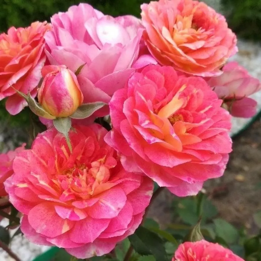 Dominique Massad - Róża - Les Potes de Bedros - sadzonki róż sklep internetowy - online