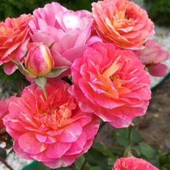 Róże ogrodowe - virágágyi floribunda rózsa - közepesen illatos rózsa - Les Potes de Bedros - rózsaszín - sárga - (80-100 cm)