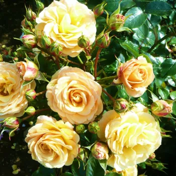 REBECCA MARY – barack virágágyi floribunda rózsa - Dickson