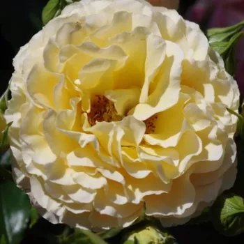 Online rózsa vásárlás - barack - enyhe, visszafogott illatú rózsa - Rebecca Mary - virágágyi floribunda rózsa - (75-105 cm)