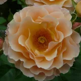 Virágágyi floribunda rózsa - diszkrét illatú rózsa - - - kertészeti webáruház - Rosa Rebecca Mary - sárga