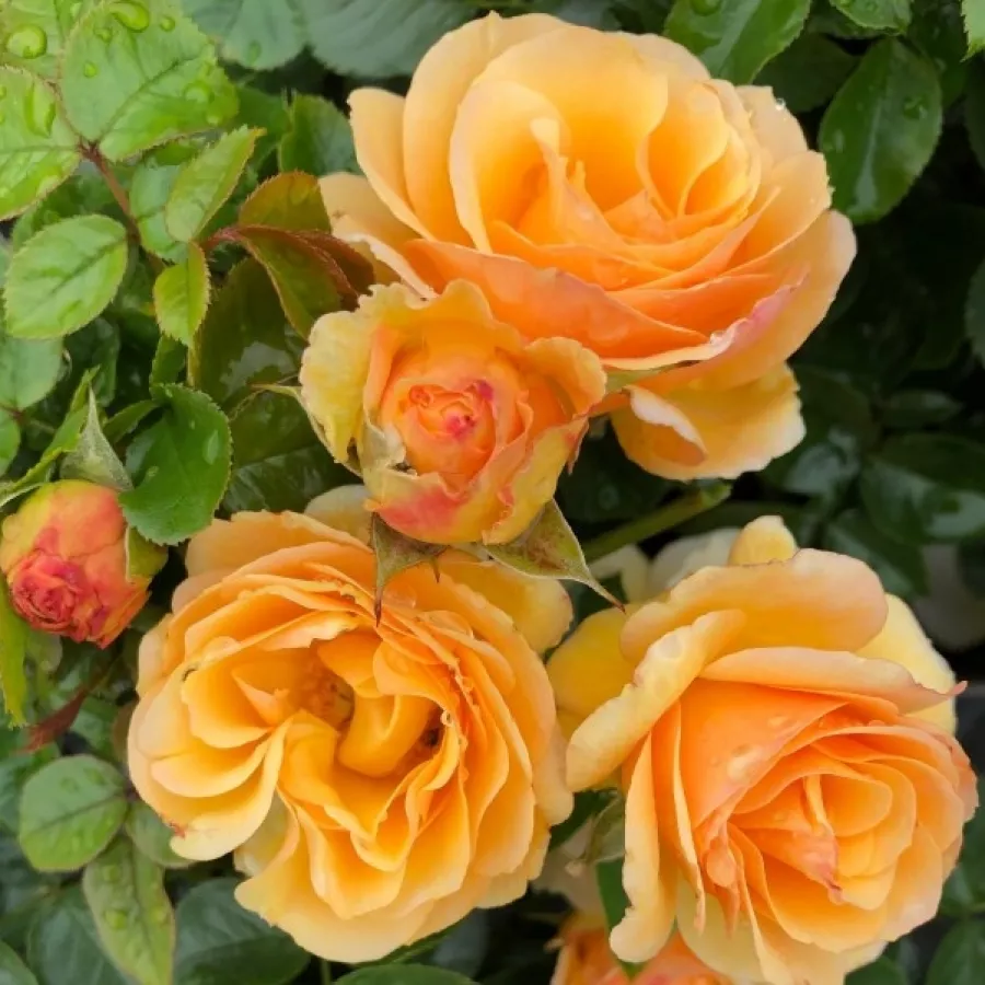 Vrtnica floribunda za cvetlično gredo - Roza - Rebecca Mary - vrtnice online