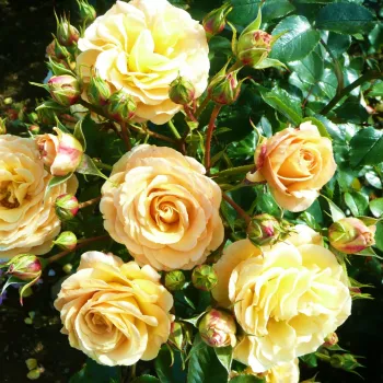 Rosa Rebecca Mary - rumena - vrtnica floribunda za cvetlično gredo