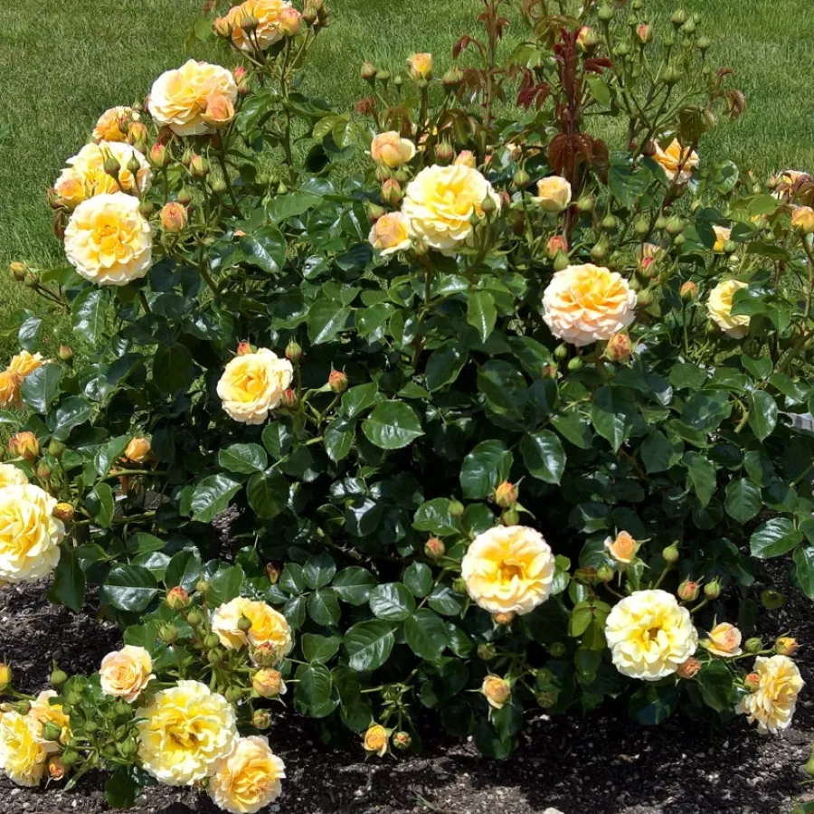 Telt virágú - Rózsa - Rebecca Mary - online rózsa vásárlás