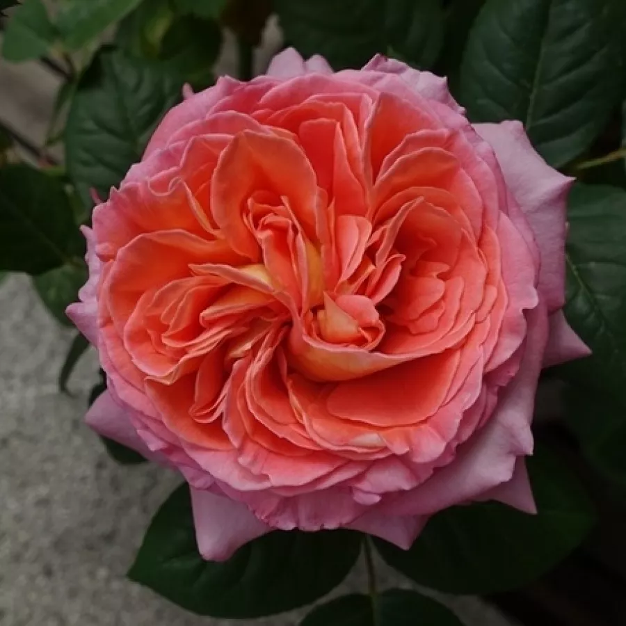 Narančasto - ružičasta - Ruža - Notre Dame du Rosaire - naručivanje i isporuka ruža