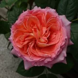 Narancssárga - rózsaszín - Rosa Notre Dame du Rosaire - nosztalgia rózsa - online rózsa vásárlás - közepesen illatos rózsa - citrom aromájú
