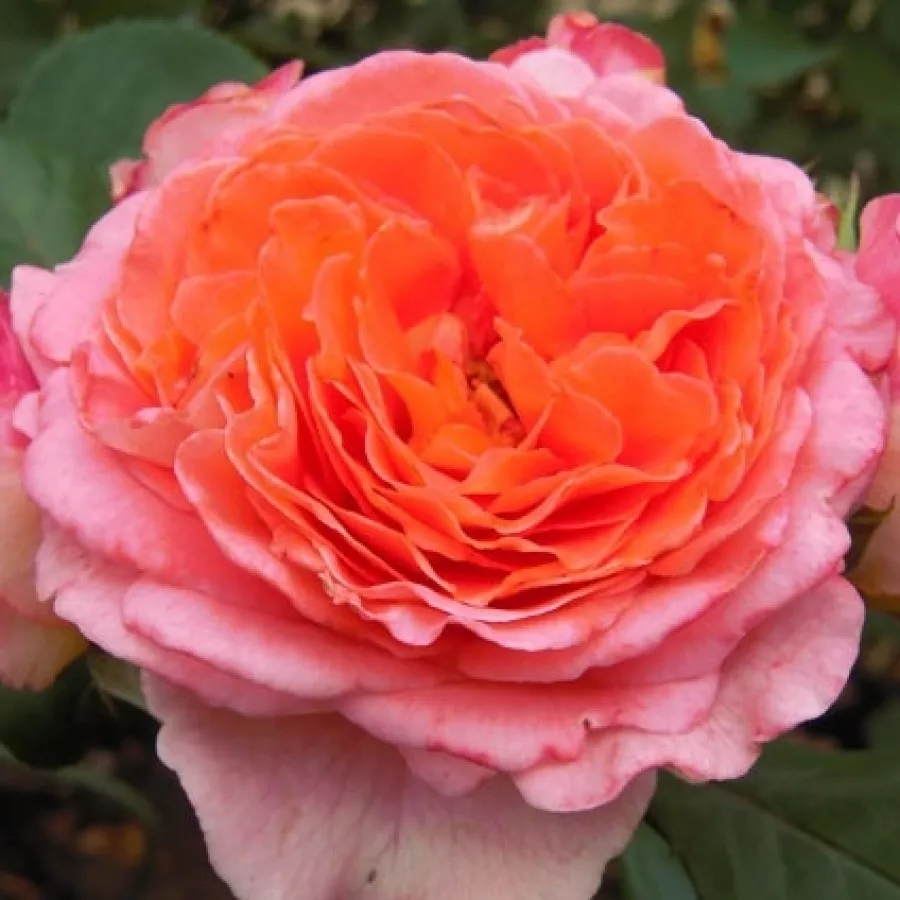 Nostalgische rose - Rosen - Notre Dame du Rosaire - rosen online kaufen