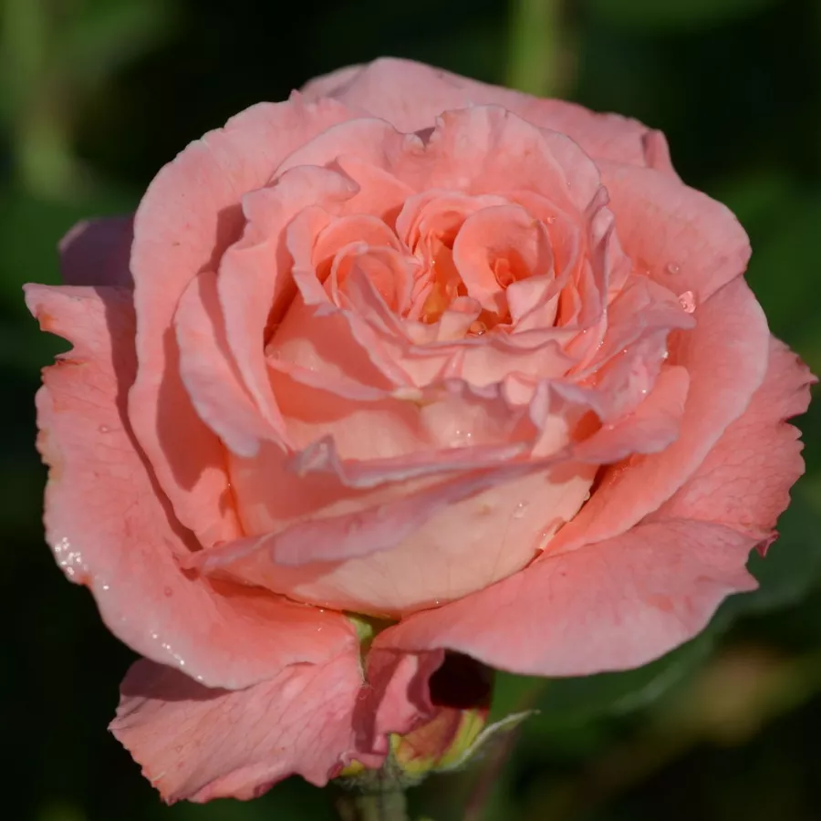 Zmerno intenziven vonj vrtnice - Roza - Notre Dame du Rosaire - vrtnice - proizvodnja in spletna prodaja sadik