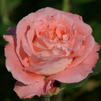 Rosa Notre Dame du Rosaire - naranja rosa - rosales nostalgicos
