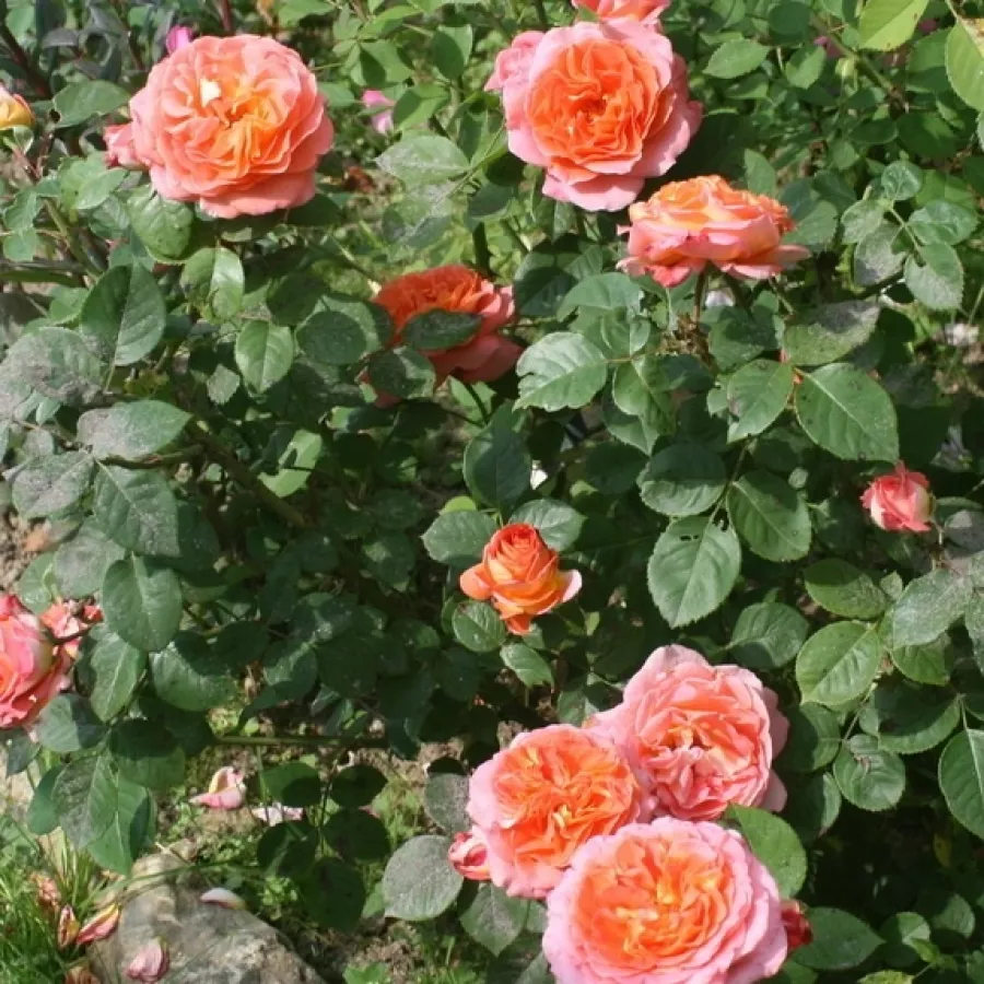 ROMANTIČNE VRTNICE - Roza - Notre Dame du Rosaire - vrtnice - proizvodnja in spletna prodaja sadik