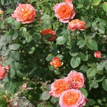 Narancssárga - rózsaszín árnyalat - nosztalgia rózsa - közepesen illatos rózsa - citrom aromájú
