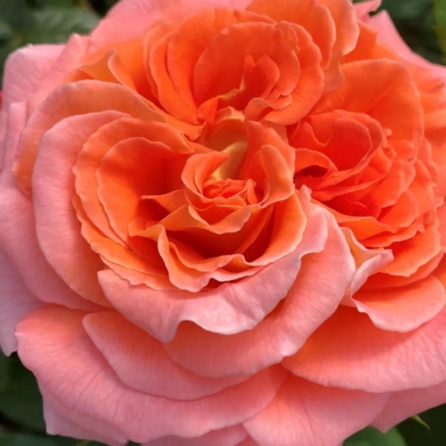 Dominique Massad - Róża - Notre Dame du Rosaire - sadzonki róż sklep internetowy - online
