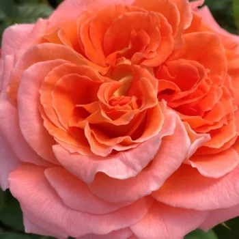 Web trgovina ruža - narancssárga - rózsaszín - nosztalgia rózsa - közepesen illatos rózsa - Notre Dame du Rosaire - (60-80 cm)