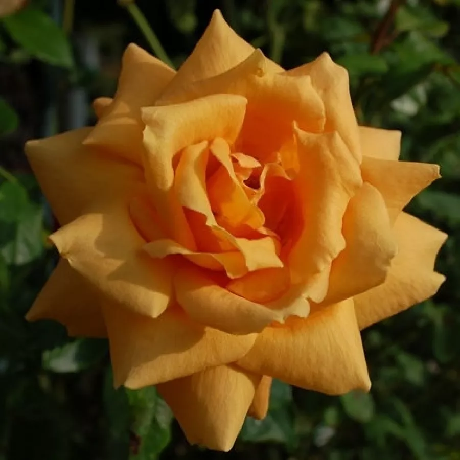 Umjereno mirisna ruža - Ruža - Chevreuse - sadnice ruža - proizvodnja i prodaja sadnica