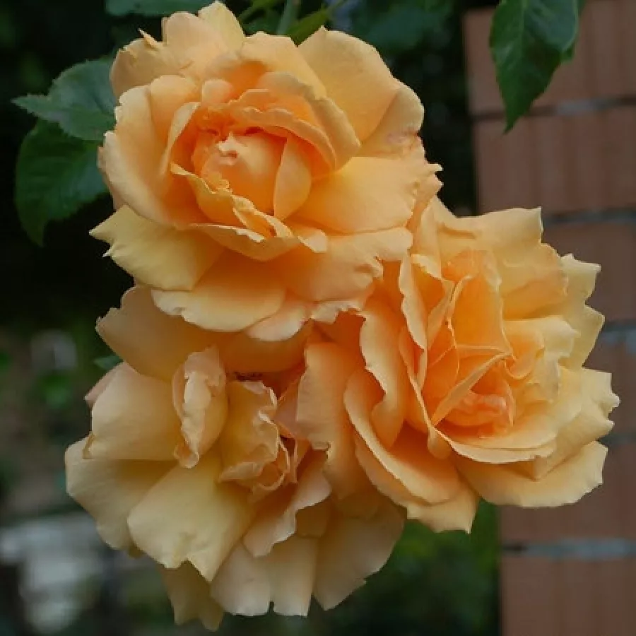 Climber, futó rózsa - Rózsa - Chevreuse - kertészeti webáruház