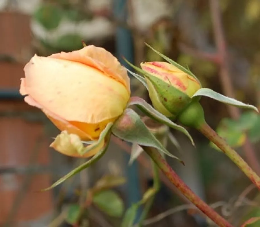 Sárga - Rózsa - Chevreuse - online rózsa vásárlás