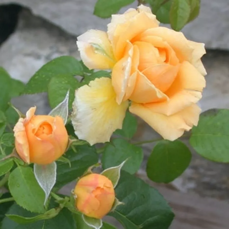 U kiticama - Ruža - Chevreuse - sadnice ruža - proizvodnja i prodaja sadnica