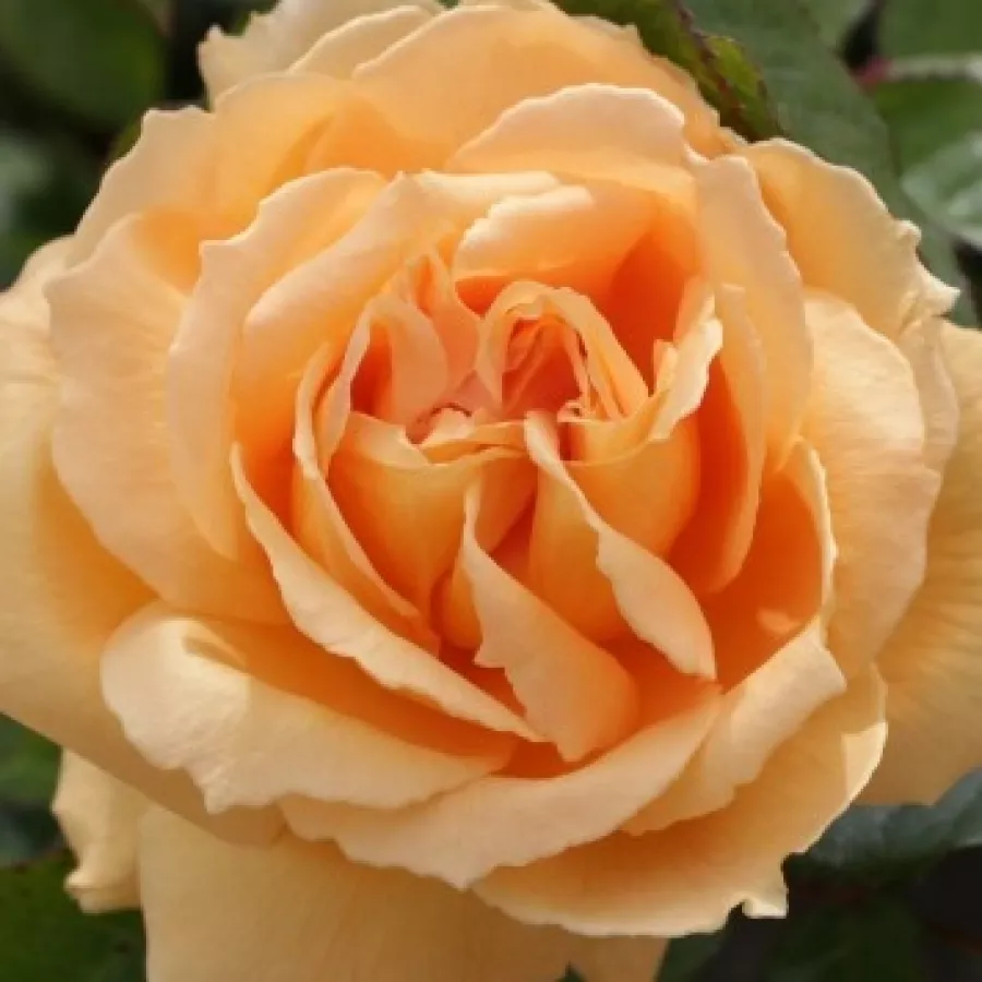 KORplavi - Róża - Chevreuse - róże sklep internetowy