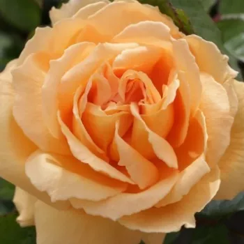 Online rózsa kertészet - sárga - climber, futó rózsa - közepesen illatos rózsa - Chevreuse - (150-250 cm)