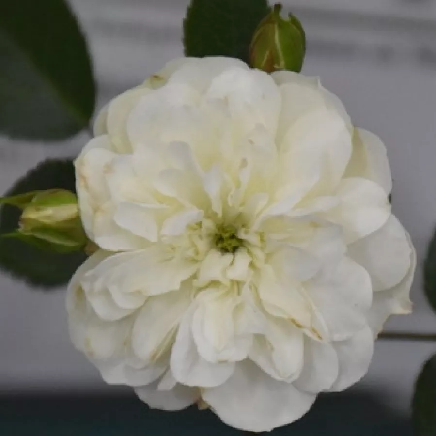 Diskreten vonj vrtnice - Roza - Green Ice - vrtnice online