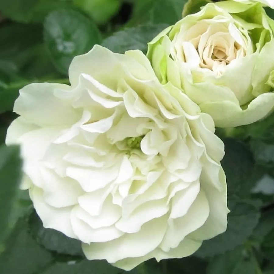 Karłowa - róża miniaturowa - Róża - Green Ice - róże sklep internetowy