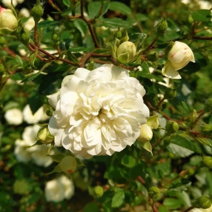 Róża o dyskretnym zapachu - Róża - Green Ice - róże sklep internetowy