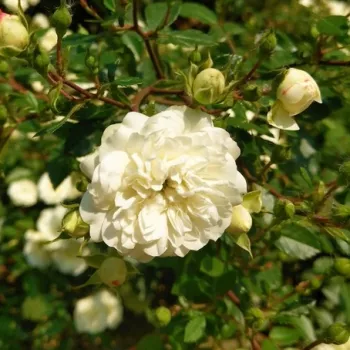 Rosa Green Ice - biały - karłowa - róża miniaturowa