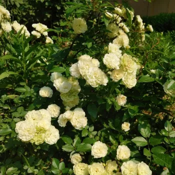Weiß - grüner farbton - zwerg - minirose - rose mit diskretem duft - moschusmalve-aroma