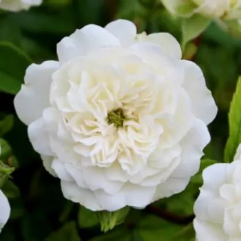 Nakup vrtnic na spletu - törpe - mini rózsa - diszkrét illatú rózsa - Green Ice - fehér - (30-40 cm)