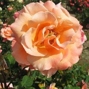 Mittelgesättigter, goldlich schimmernder pfirsichorangefarbener Ton. - teehybride rose - mittelstarke, gut wahrnehmbare duftende rose - aprikosenaroma
