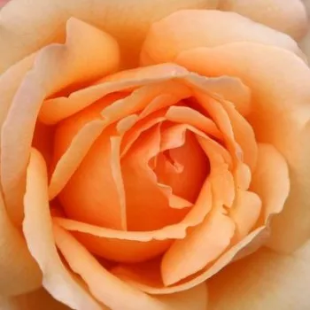 Rosenbestellung online - pfirsich - mittelstarke, gut wahrnehmbare duftende rose - Lolita - teehybride rose - (130-170 cm)