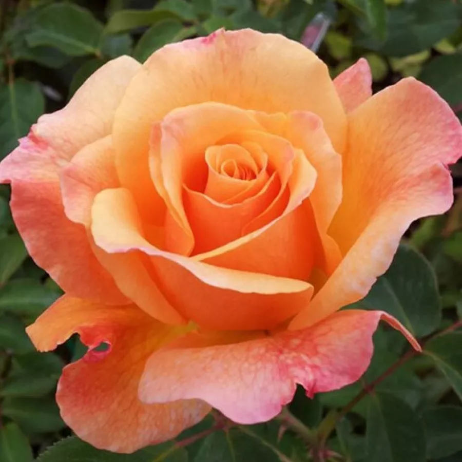 Umjereno mirisna ruža - Ruža - Lolita - sadnice ruža - proizvodnja i prodaja sadnica