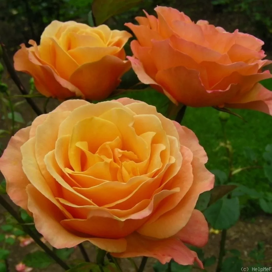 Edelrosen - teehybriden - Rosen - Lolita - rosen online kaufen