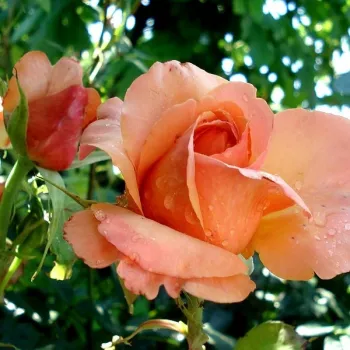 Rosa Lolita - rosa - edelrosen - teehybriden