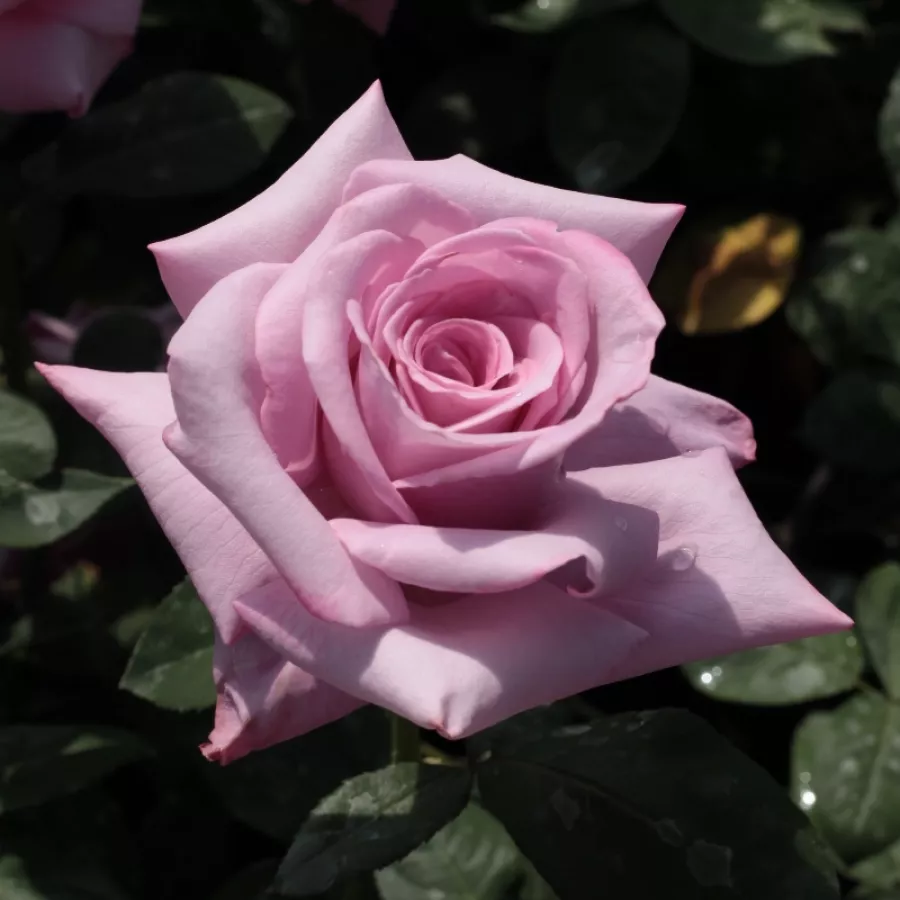 Róża wielkokwiatowa - Hybrid Tea - Róża - Burning Sky™ - Szkółka Róż Rozaria
