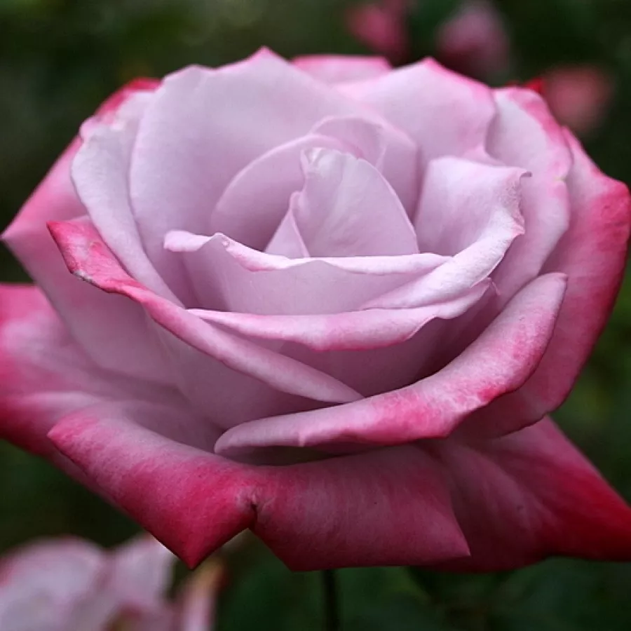 Purpurowo-czerwony - Róża - Burning Sky™ - Szkółka Róż Rozaria