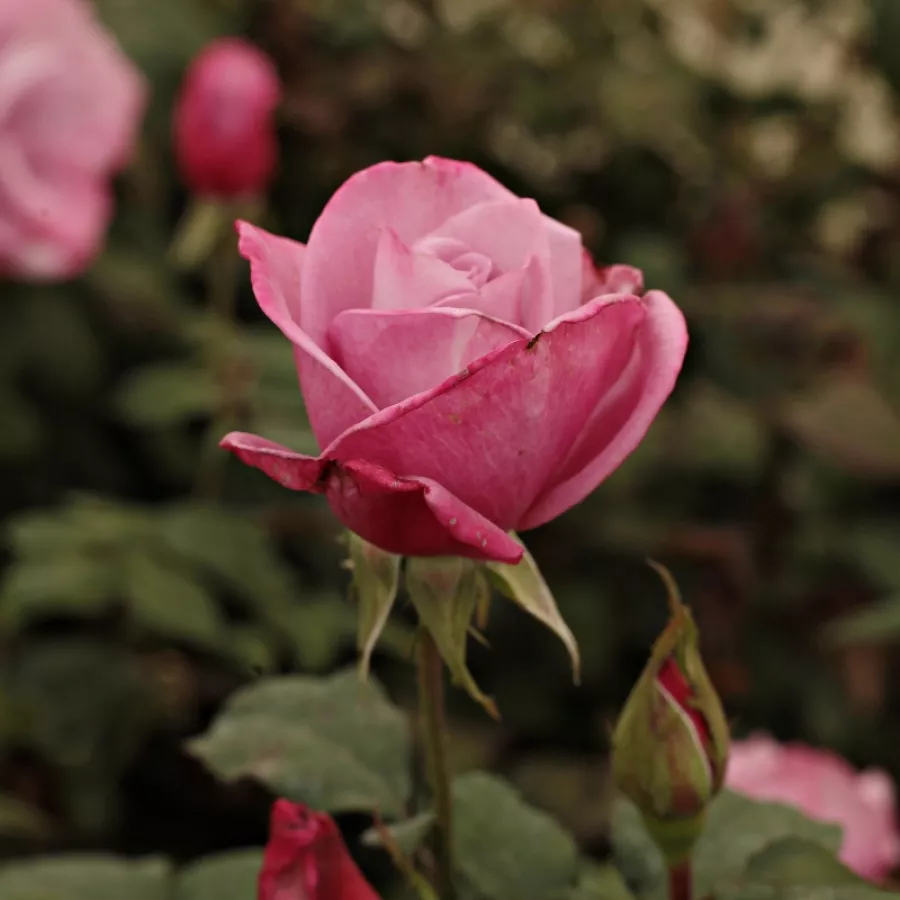 Diskreten vonj vrtnice - Roza - Burning Sky™ - Na spletni nakup vrtnice