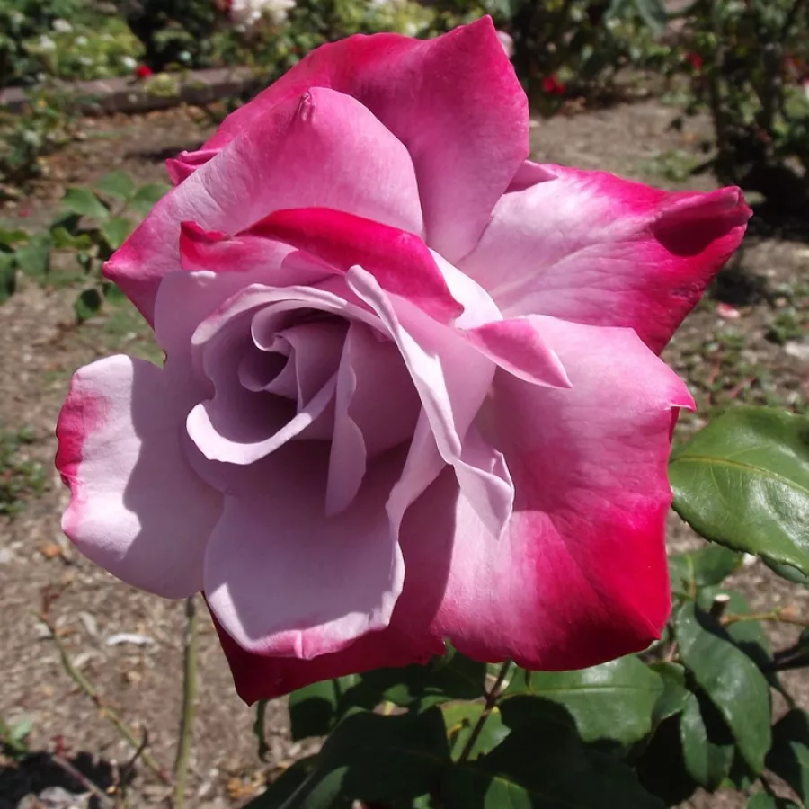 WEZeip - Rosa - Burning Sky™ - Comprar rosales online