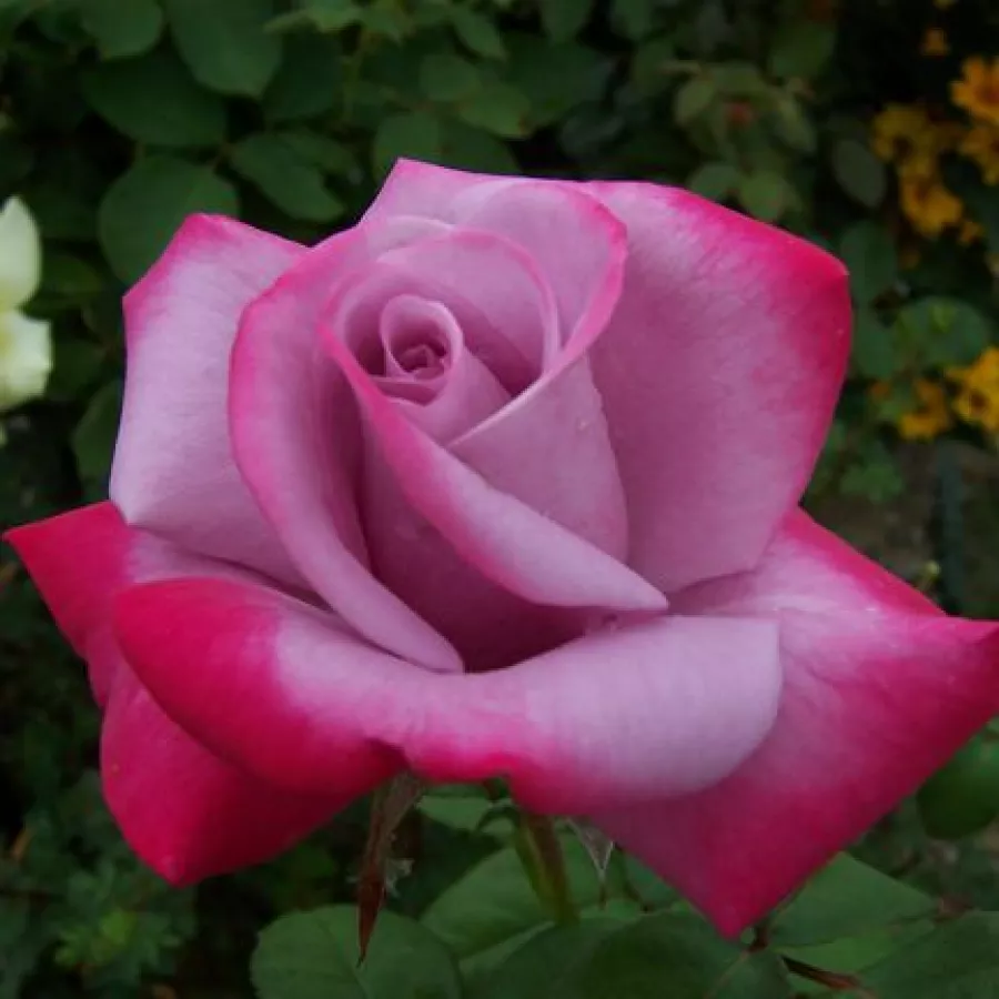 Teahibrid virágú - magastörzsű rózsafa - Rózsa - Burning Sky™ - Kertészeti webáruház