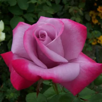 Rosa Burning Sky™ - fialová - červená - stromčekové ruže - Stromkové ruže s kvetmi čajohybridov