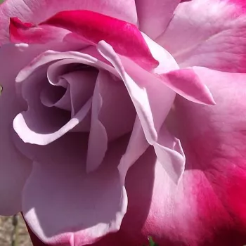 Ruže - online - koupit - fialová - červená - stromčekové ruže - Stromkové ruže s kvetmi čajohybridov - Burning Sky™ - mierna vôňa ruží - aróma